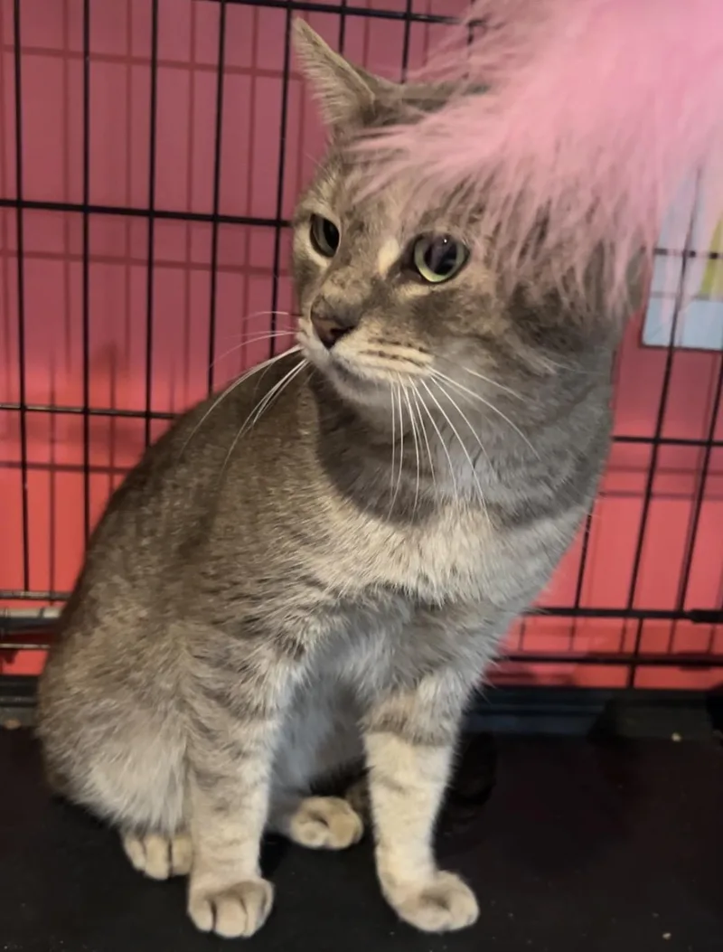 An adult large-sized male Domestic Short Hair cat named Salem for adoption in Havertown, PA