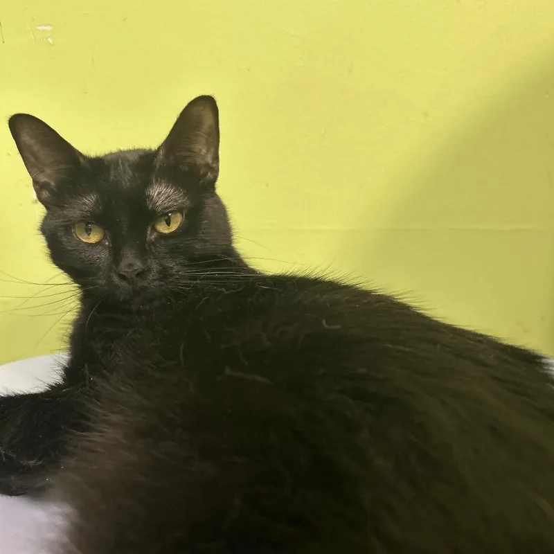 Radiohead thumbnail 4