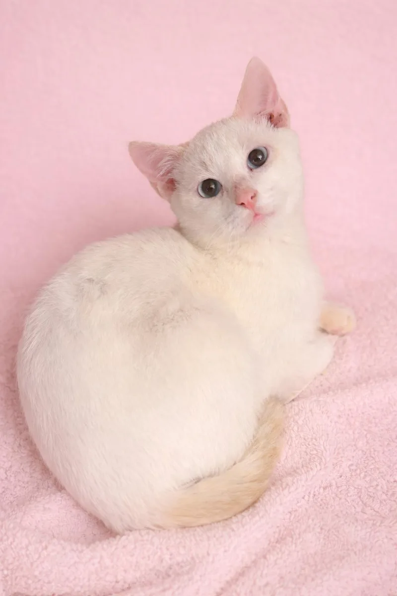 Serena’s Flamepoint Boy