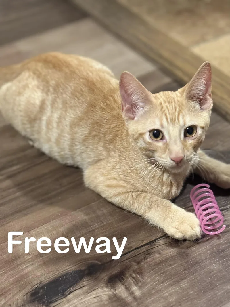 Freeway
