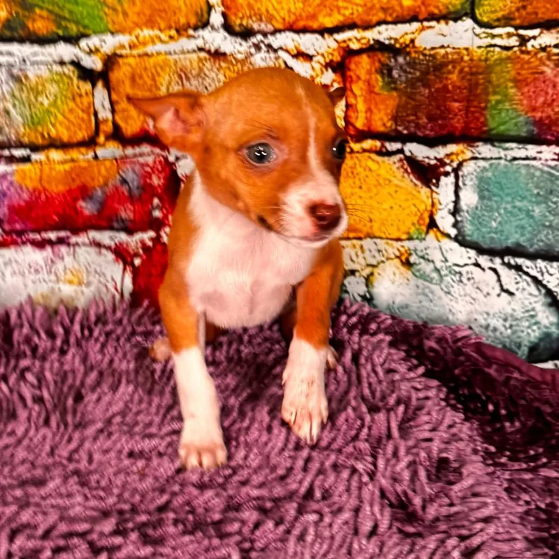 Cuminranger thumbnail 2