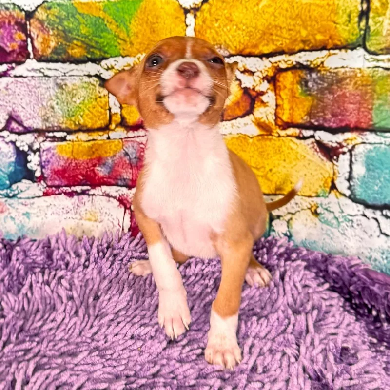 Cuminranger thumbnail 3