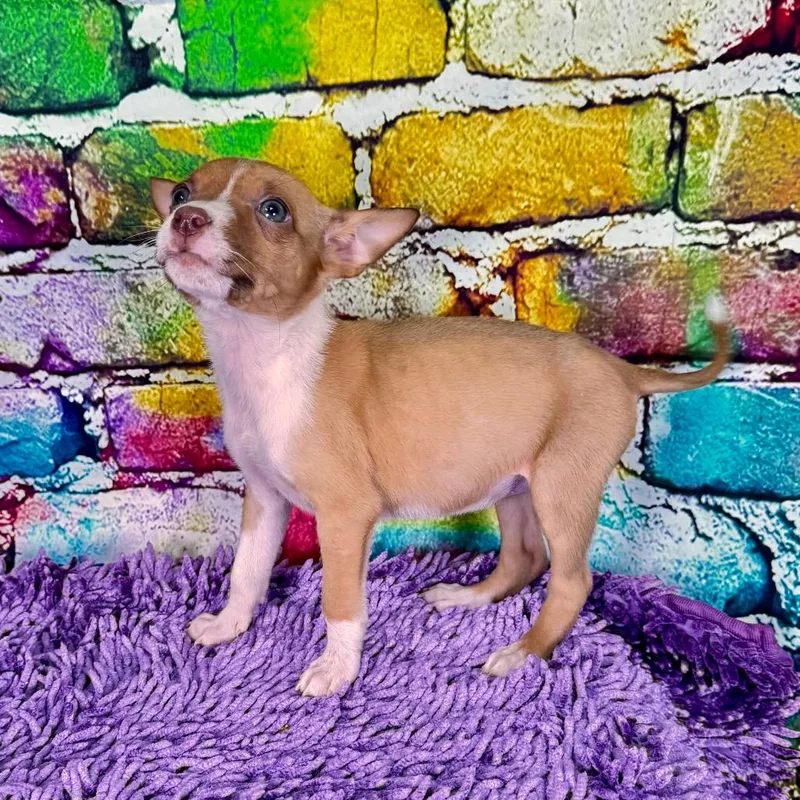 Cuminranger thumbnail 4