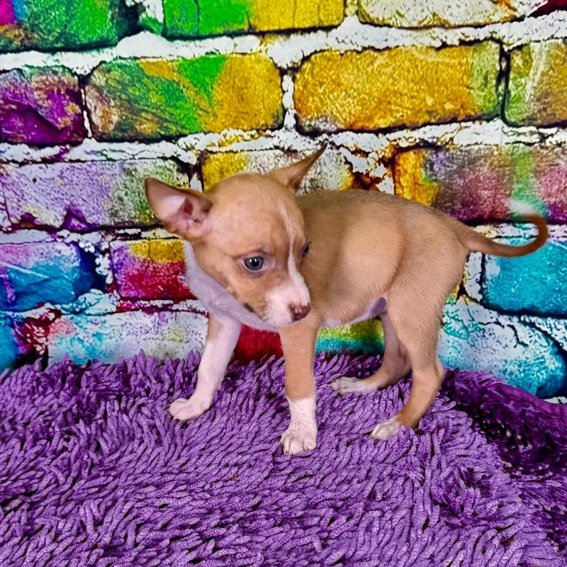 Cuminranger thumbnail 5