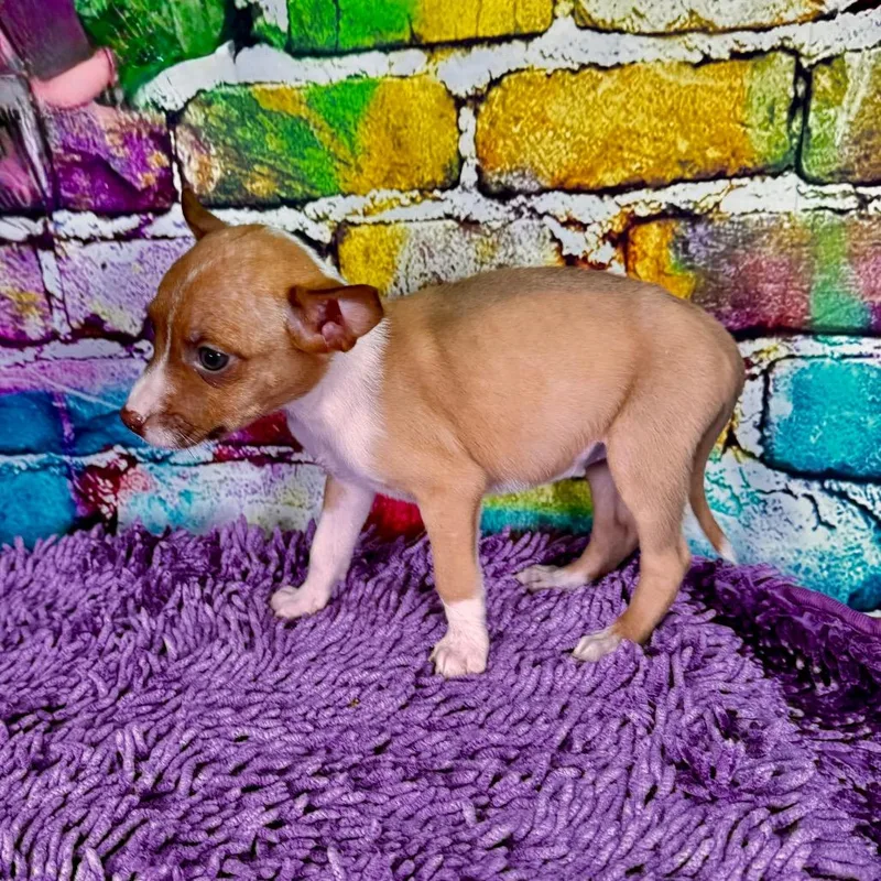 Cuminranger thumbnail 6