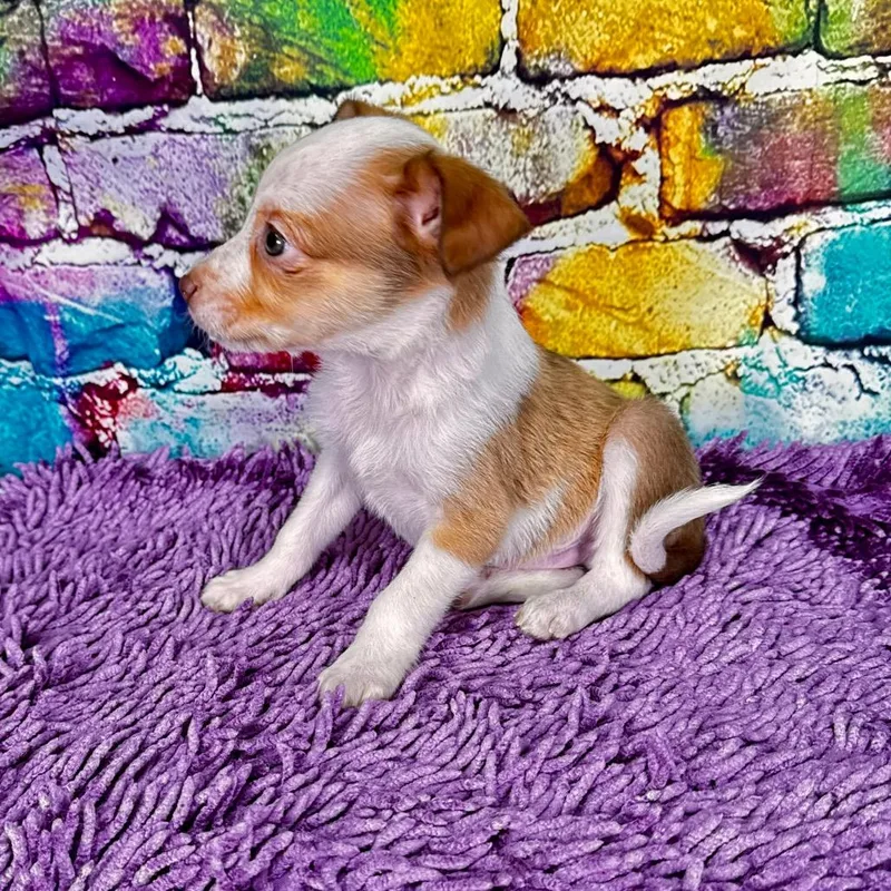 Toffeepenny thumbnail 2