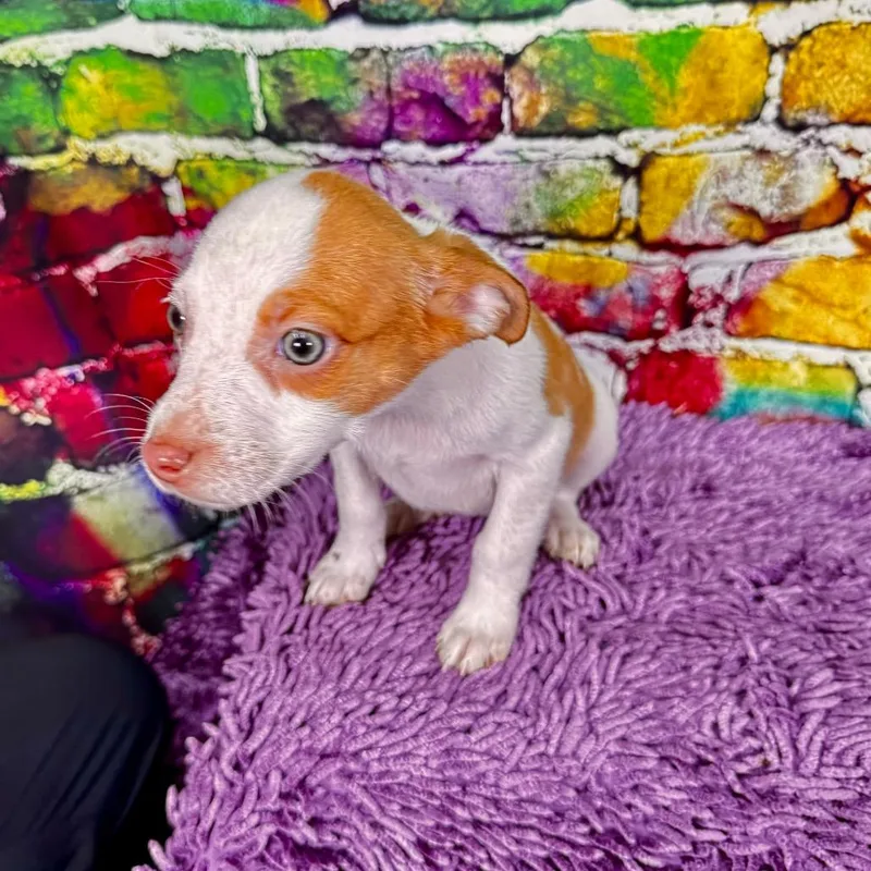 Toffeepenny thumbnail 6