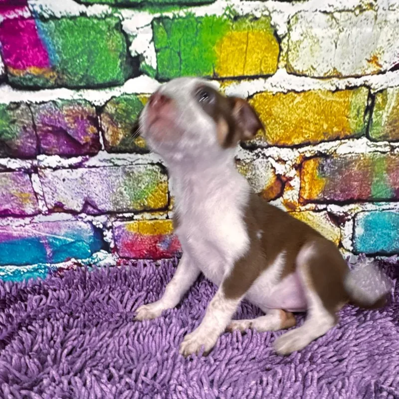 Buttercupsally thumbnail 3