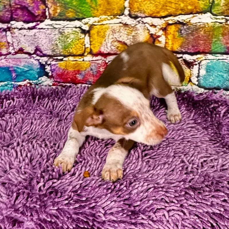 Buttercupsally thumbnail 4