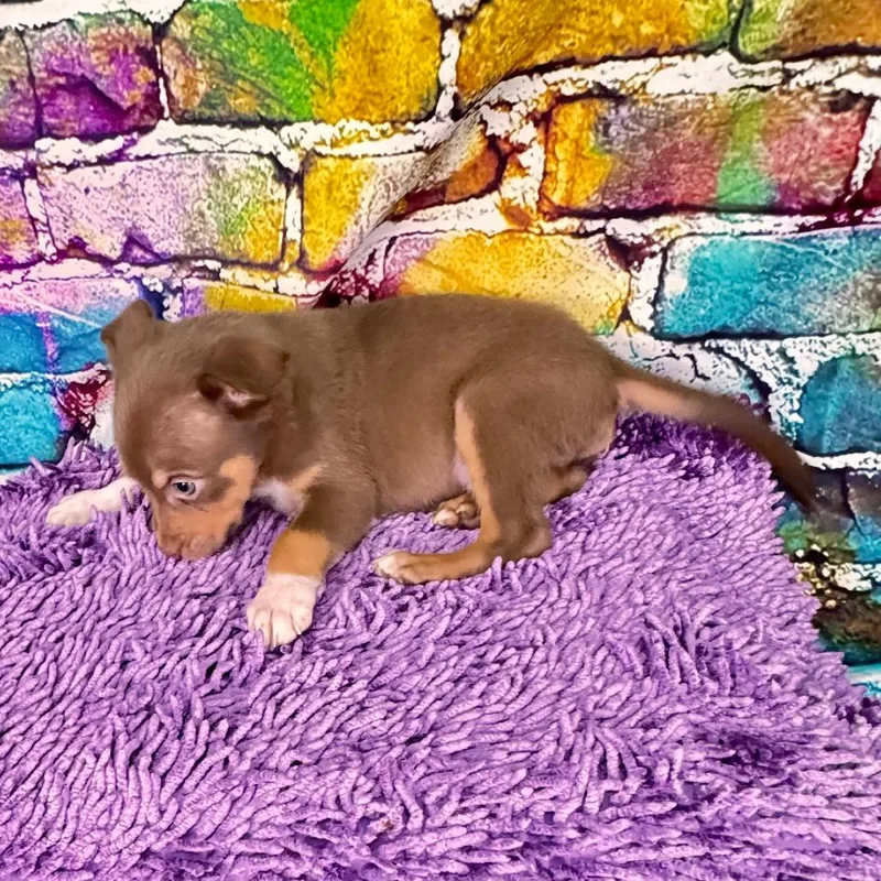 Bowserbarklee thumbnail 2