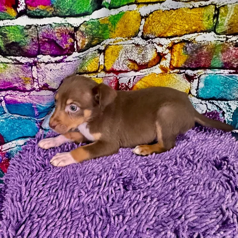 Bowserbarklee thumbnail 3