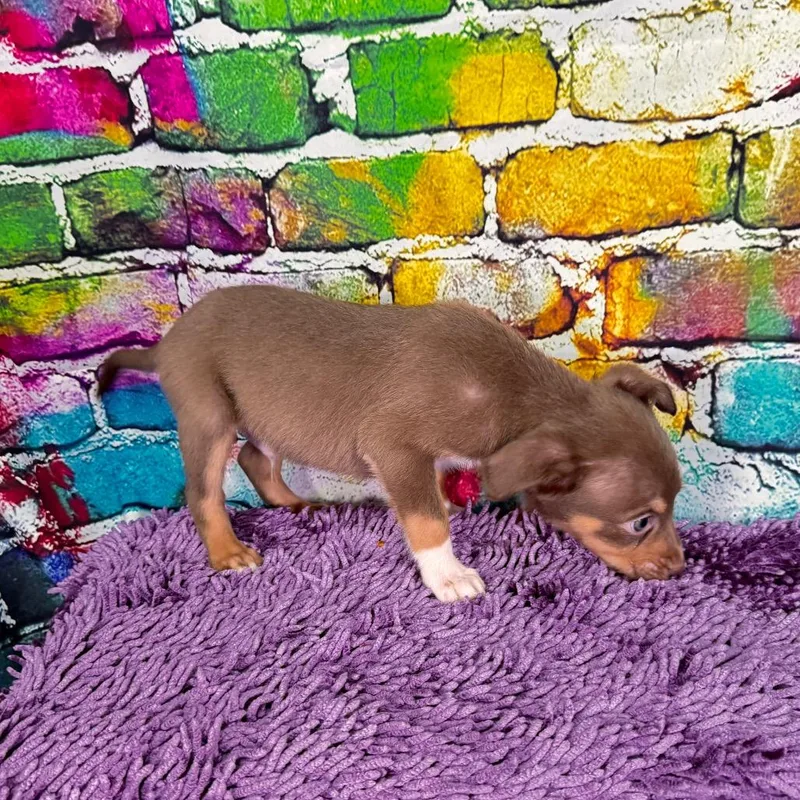 Bowserbarklee thumbnail 4