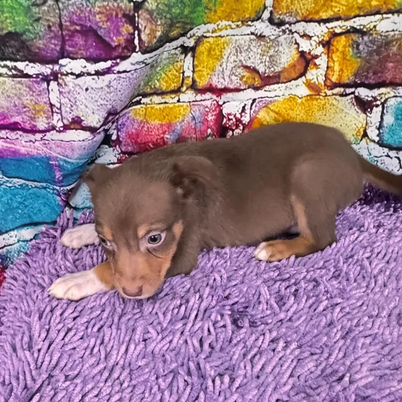 Bowserbarklee thumbnail 5