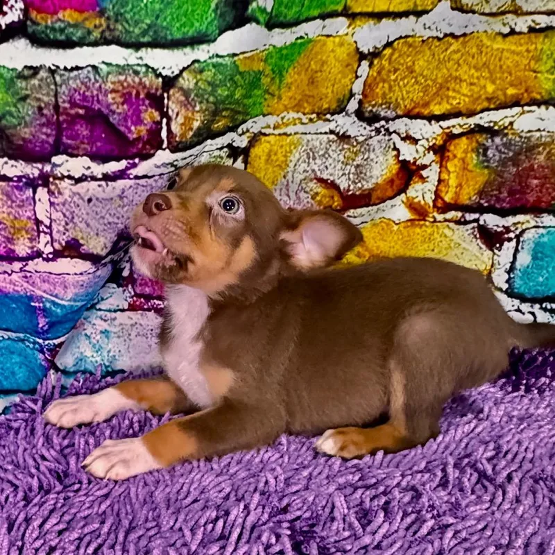 Bowserbarklee thumbnail 6