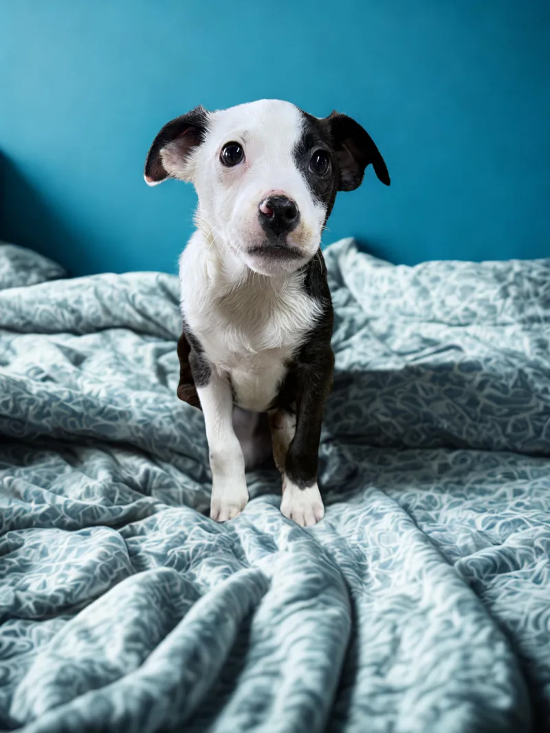 Bossie Boys thumbnail 3