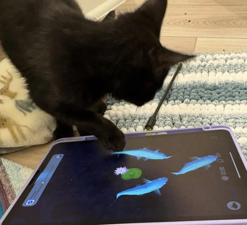 Denali J thumbnail 3