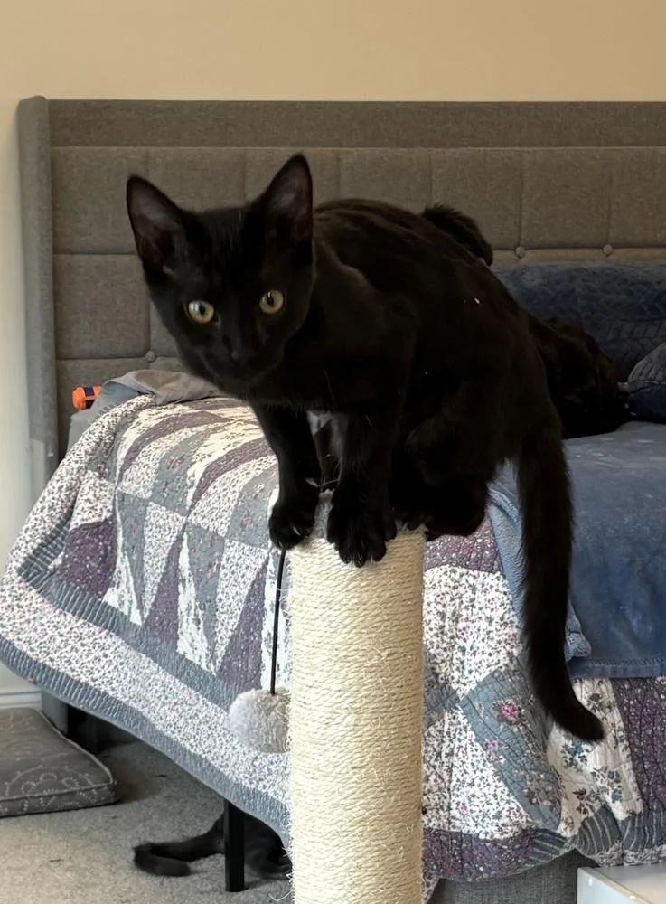 Denali J thumbnail 4