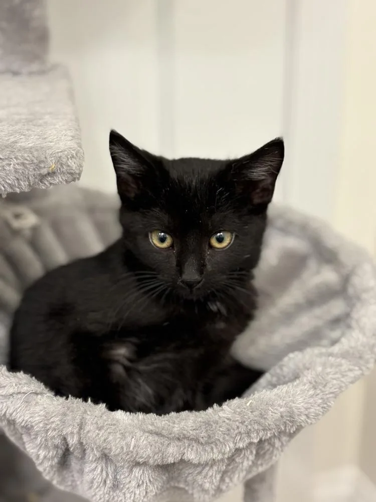 Denali J thumbnail 5