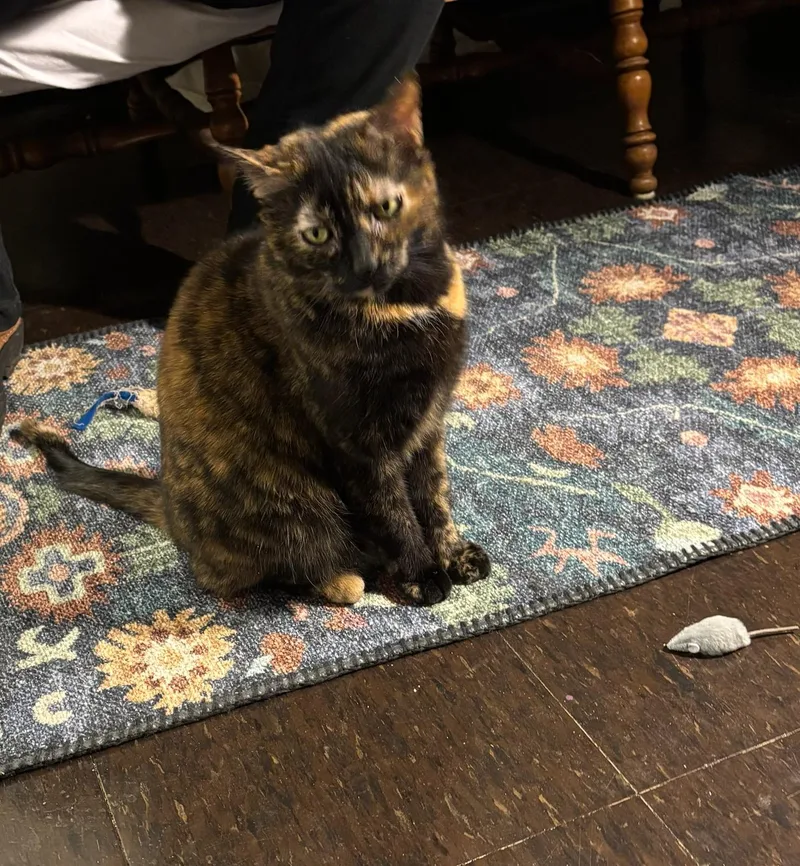 Goldilocks thumbnail 4