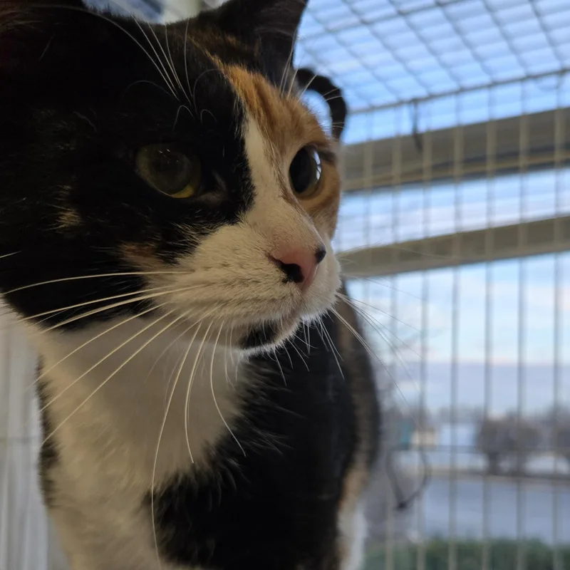 Bella Joan thumbnail 2