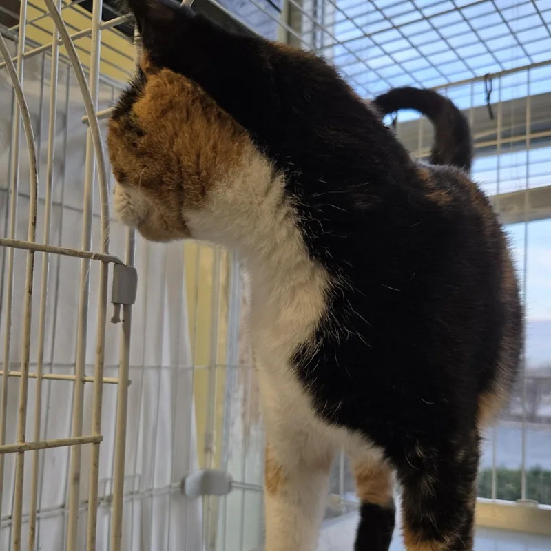 Bella Joan thumbnail 3