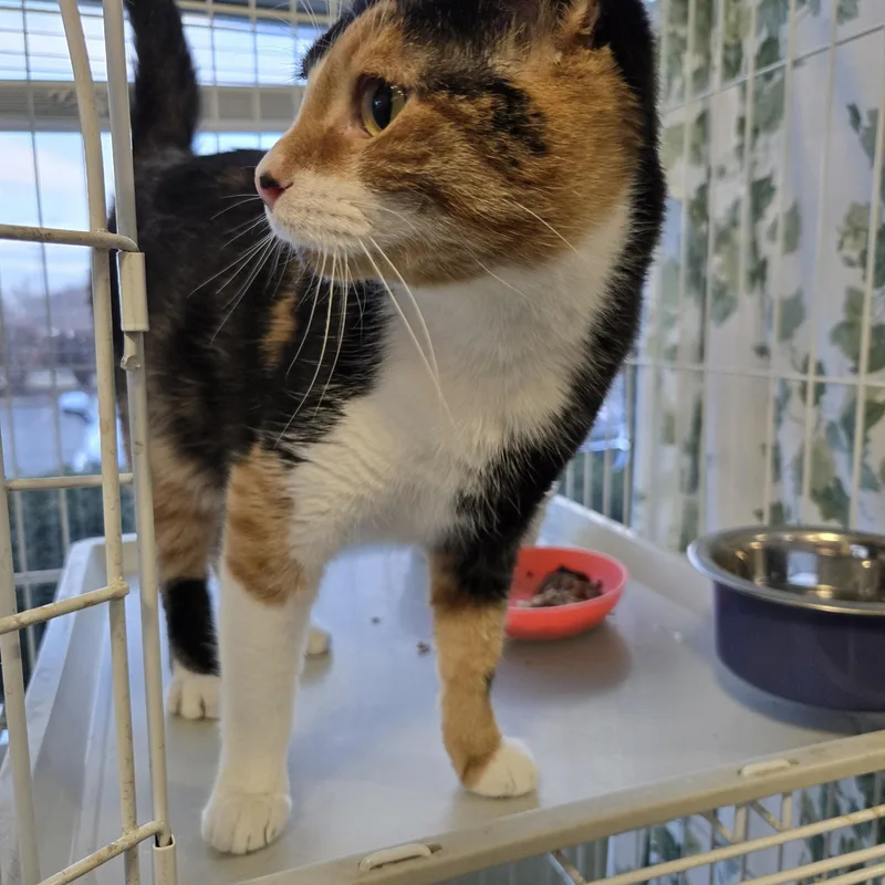 Bella Joan thumbnail 4