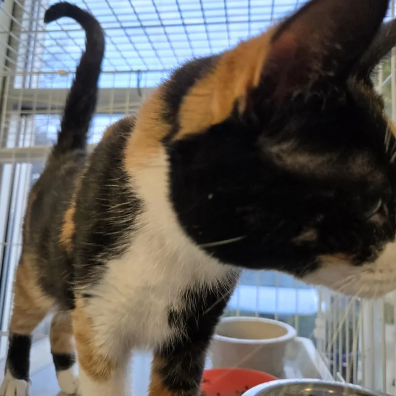 Bella Joan thumbnail 5