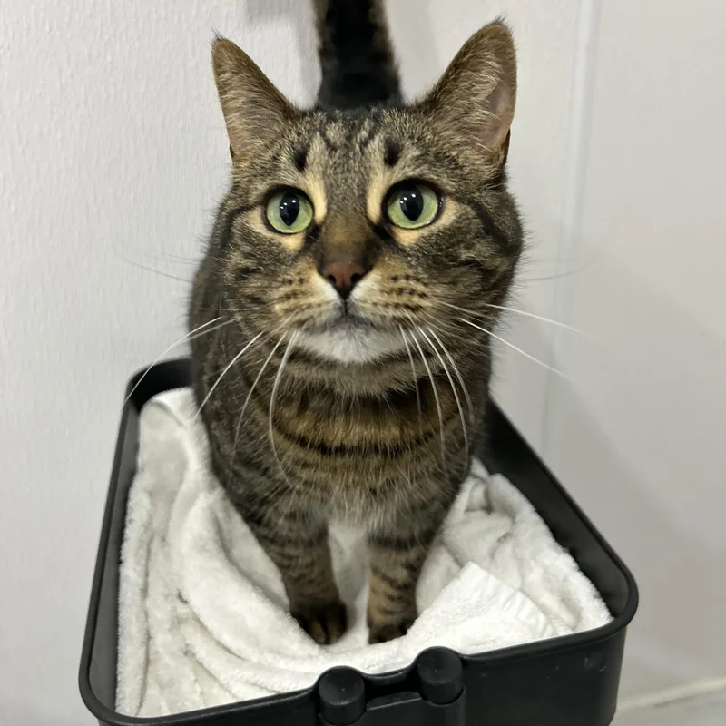 Pipsqueak thumbnail 4