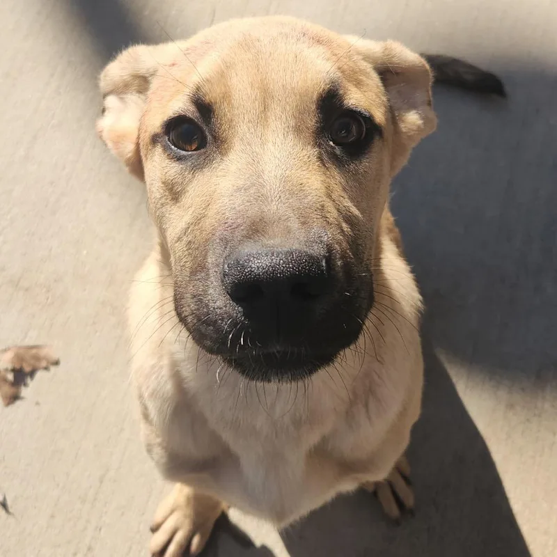 Porkchop thumbnail 3