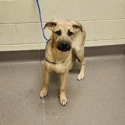 Porkchop thumbnail 4