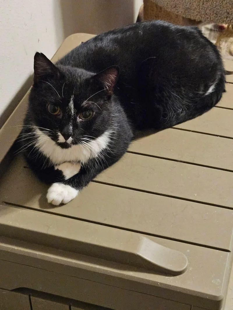 Cranberry thumbnail 2