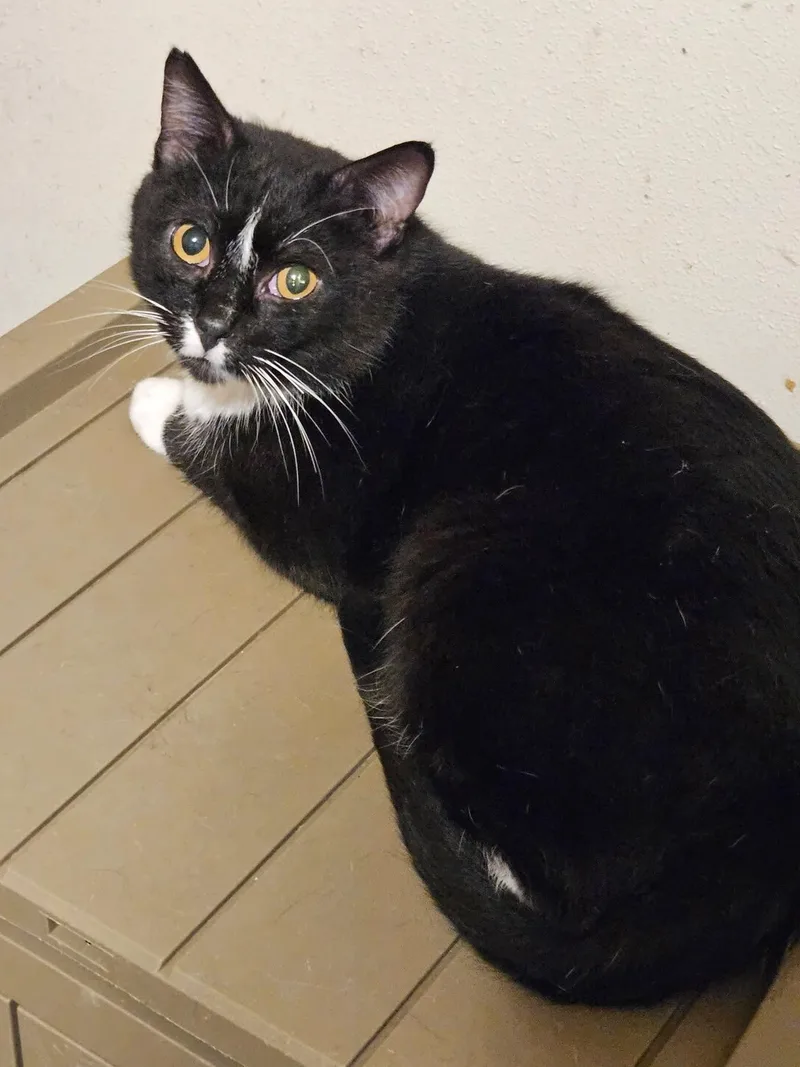 Cranberry thumbnail 3