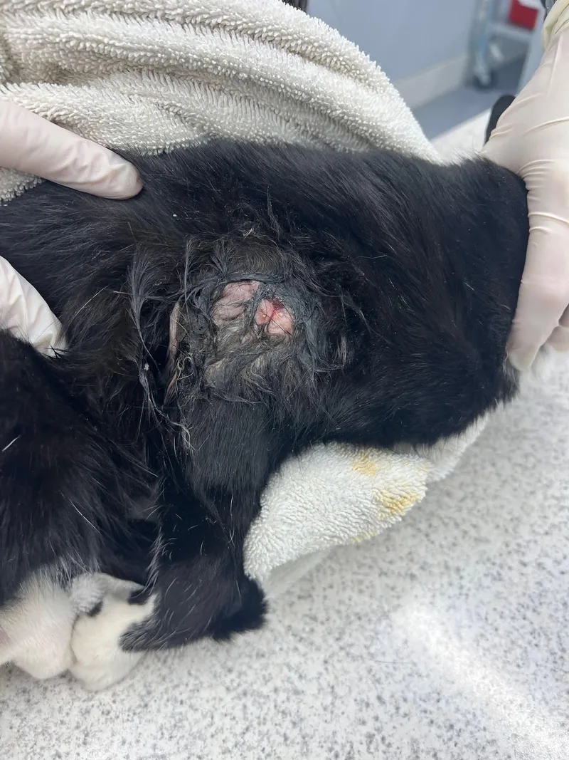 Cranberry thumbnail 4