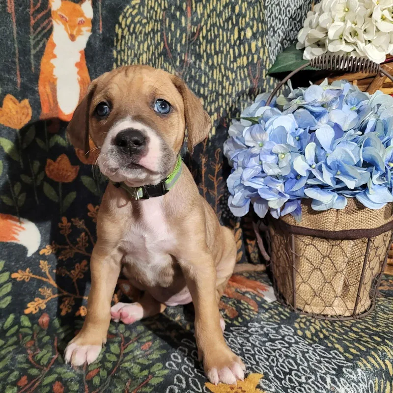 Frost  Zelda's Litter