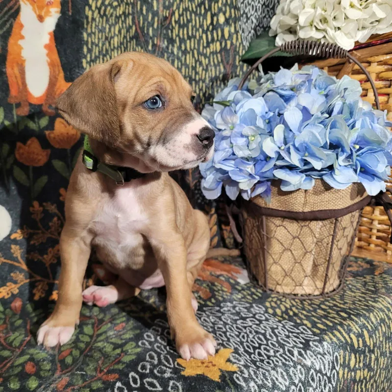 Frost  Zelda's Litter thumbnail 2