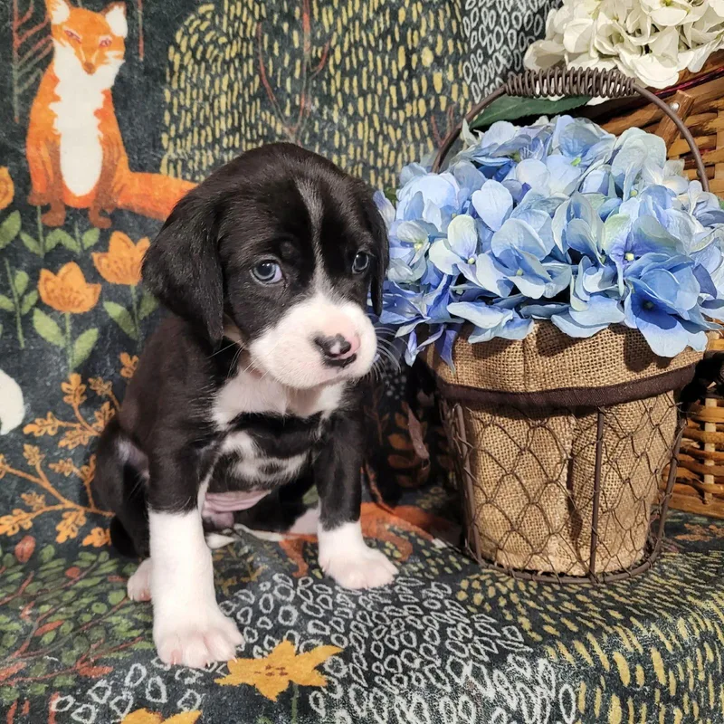 Lily  Zelda's Litter