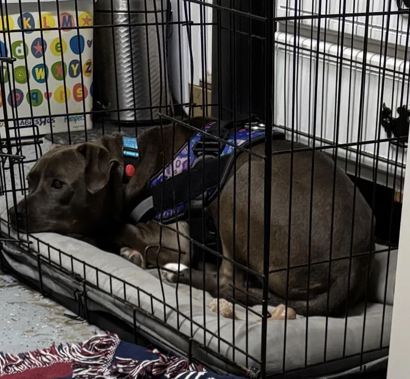 Millicent Aka Millie thumbnail 3