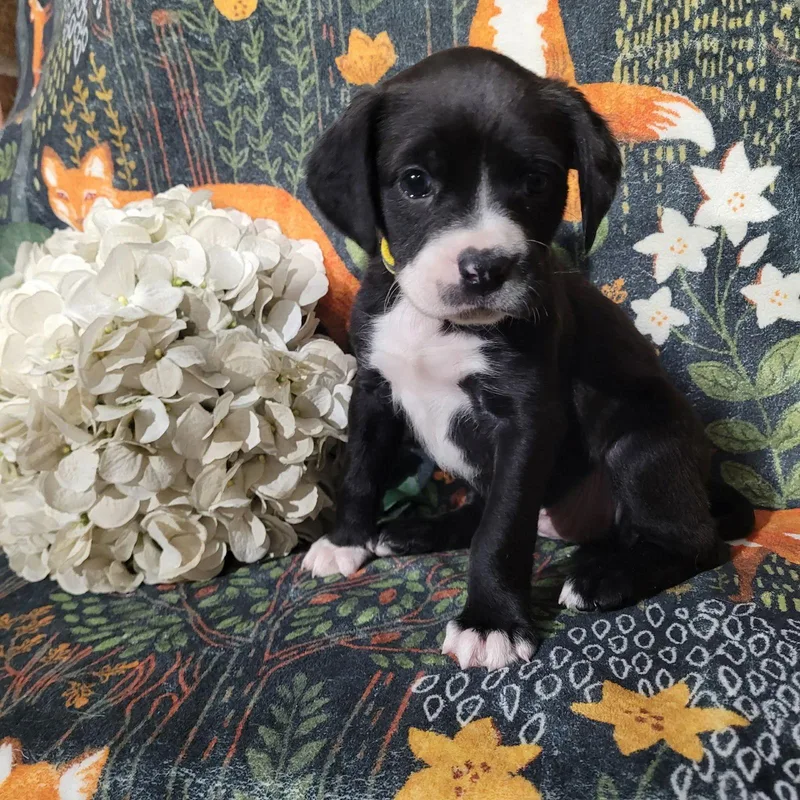 Daisy  Zelda's Litter