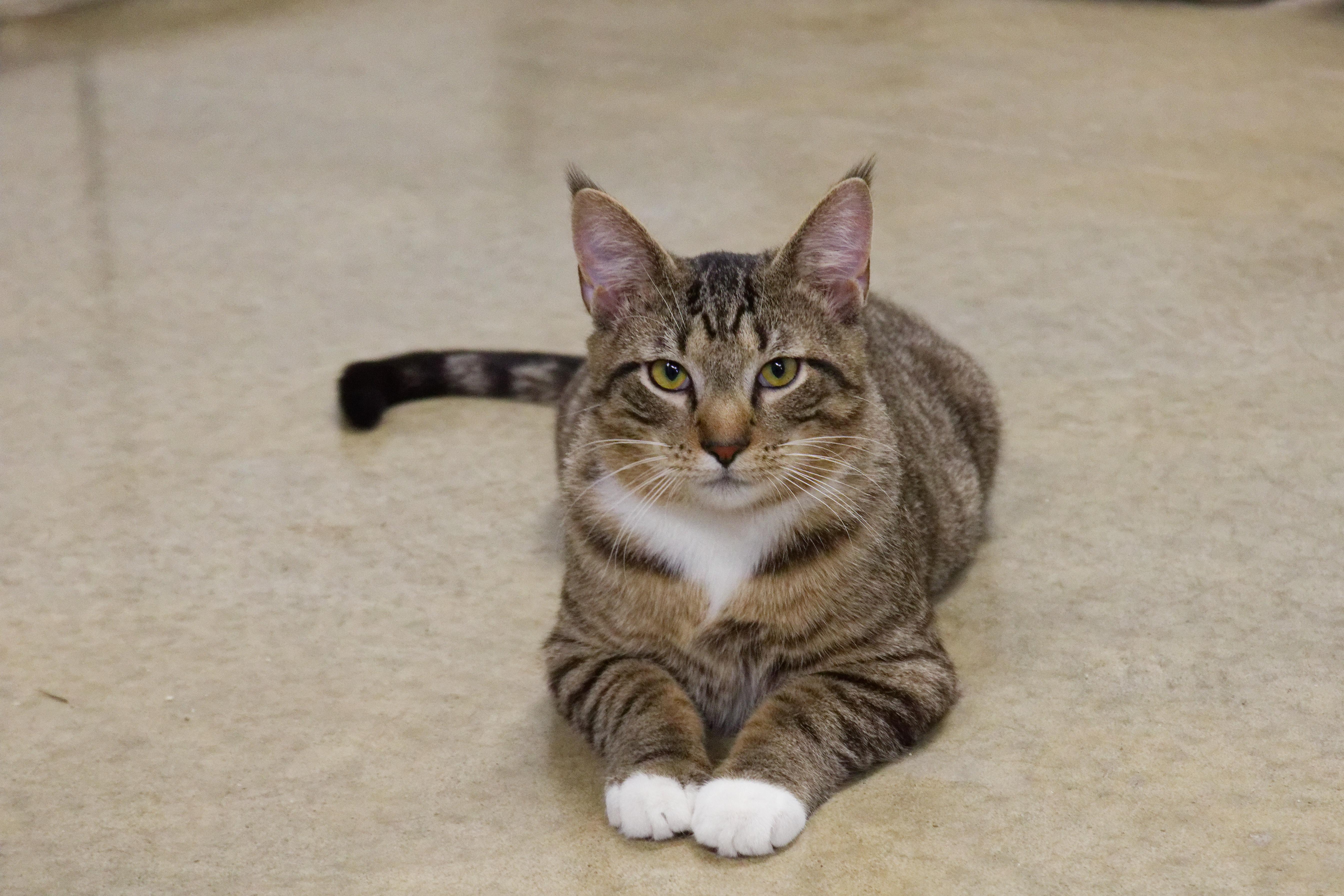 Siegfried thumbnail 2