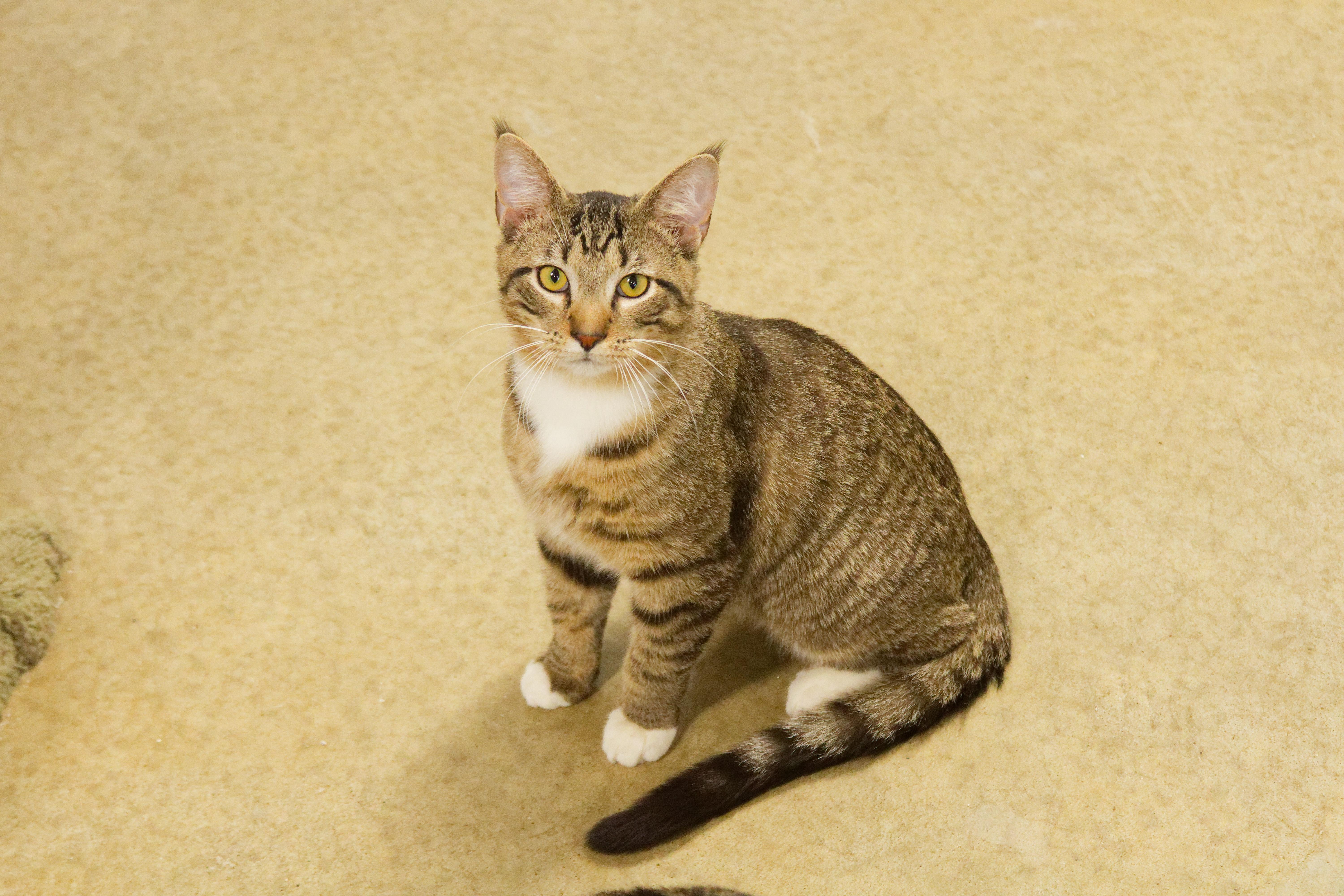 Siegfried thumbnail 3