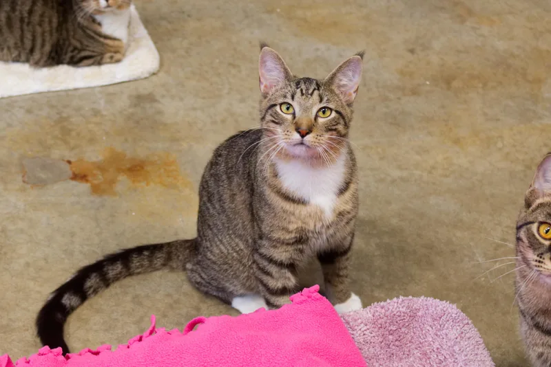 Siegfried thumbnail 4