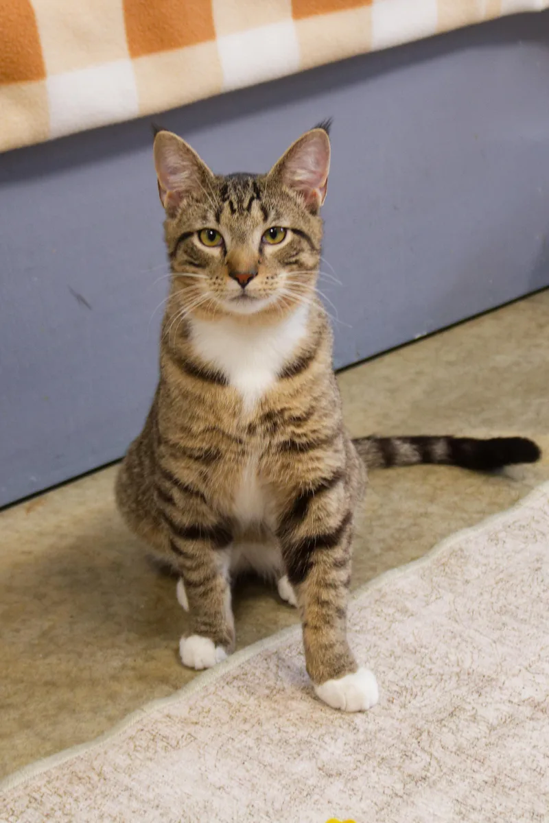 Siegfried thumbnail 5