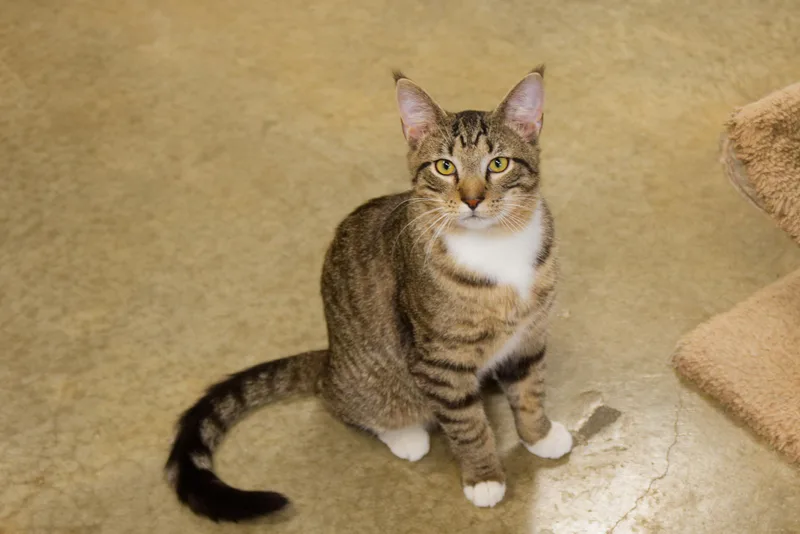 Siegfried thumbnail 6