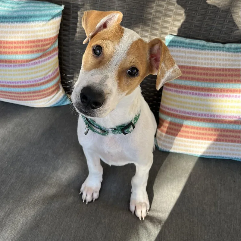 Diego Jr. thumbnail 3