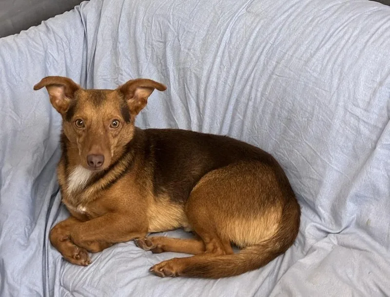 Fantastic Foxy thumbnail 3