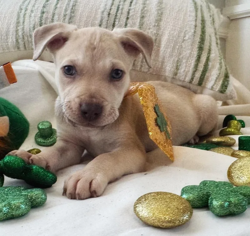 Brett B Baby  thumbnail 2