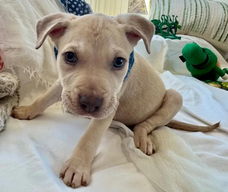 Brett B Baby  thumbnail 3