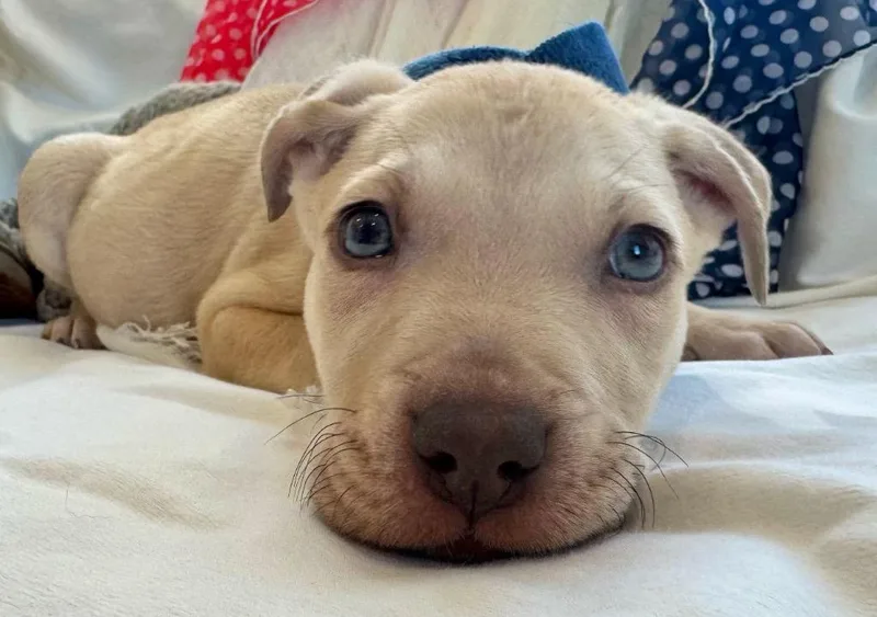 Brett B Baby  thumbnail 4