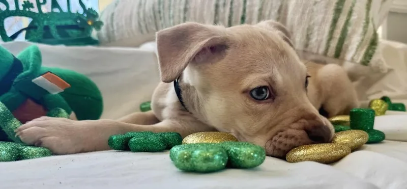 Brett B Baby  thumbnail 6