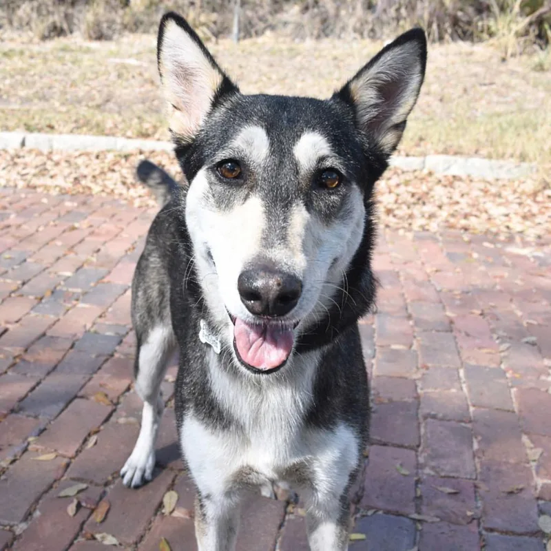 Stella Rose thumbnail 2